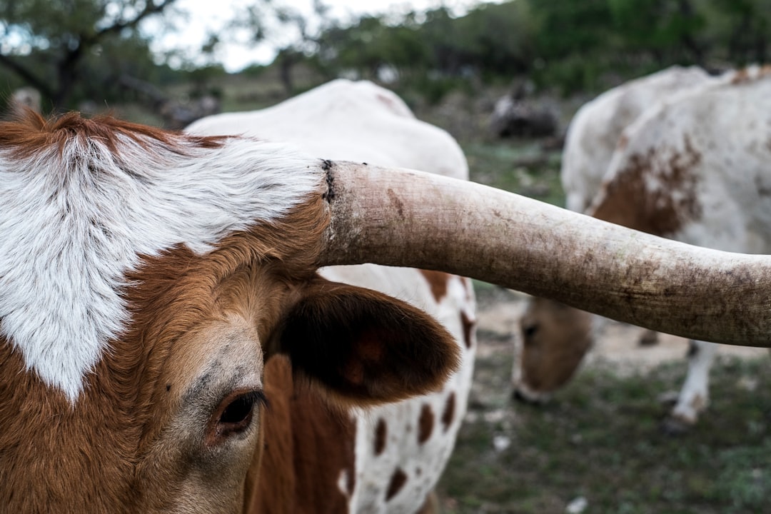 Photo bull pizzle